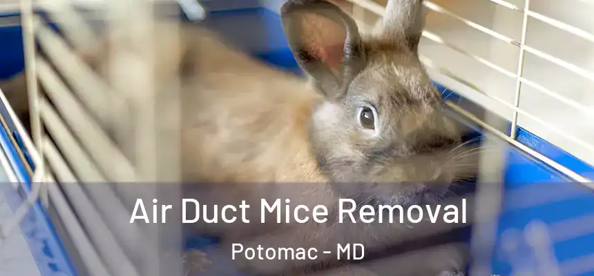 Air Duct Mice Removal Potomac - MD